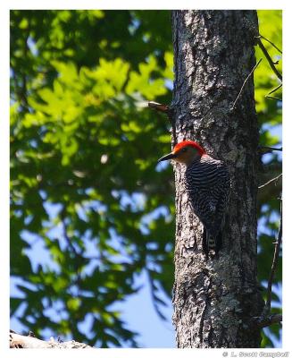 Red-belliedWoodpecker.4185.jpg
