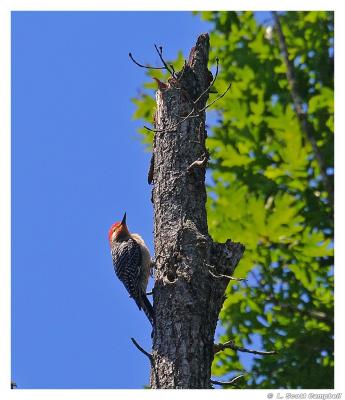 Red-belliedWoodpecker.4196.jpg