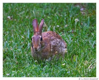Rabbit.4321.jpg