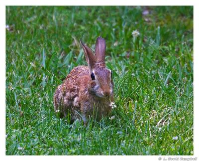 Rabbit.Clover.4325.jpg