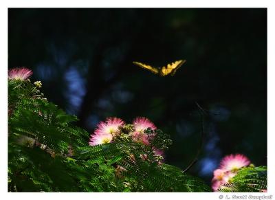 MimosaTree.4380.jpg