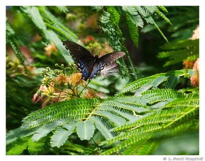 g4/29/572529/3/61625180.6Q7zoAD4.jpg