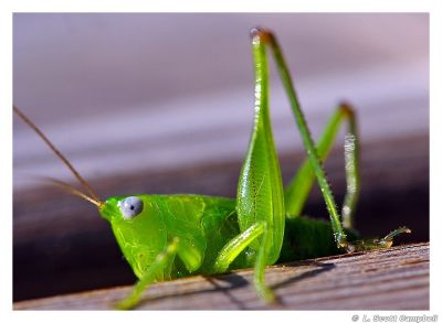 Grasshopper.4646.jpg