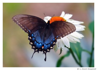 SpicebushSwallowtail.4822.jpg
