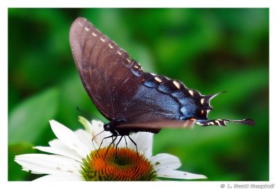 SpicebushSwallowtail.4836.jpg