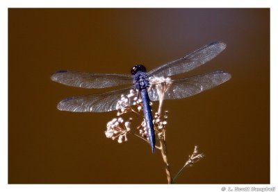 Dragonfly.4926.jpg