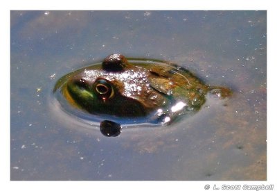 Frog.4919.jpg