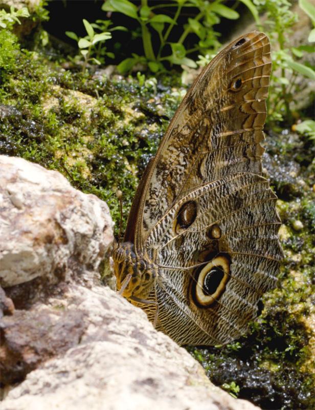 Owl Butterfly on Rock.jpg