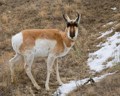 Pronghorn at Sunset at the Teddy Roosevelt Gate.jpg