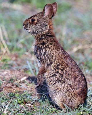 Marsh Rabbit on Hind Legs.jpg