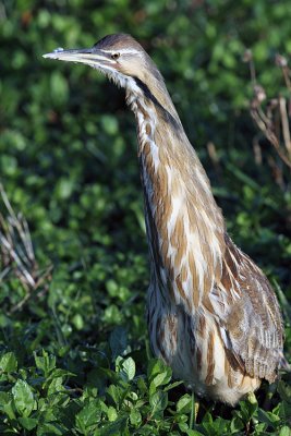 American Bitttern with Neck Stretched.jpg