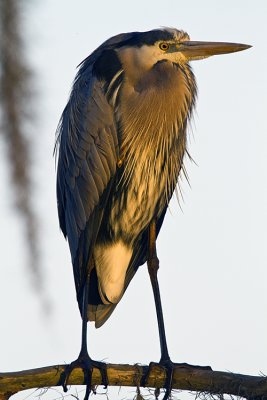 Great Blue Heron Vertical.jpg