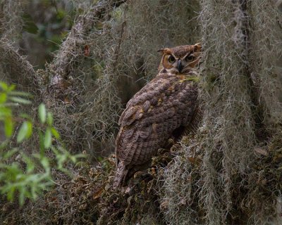 Great Horned Owls