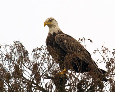 Bald Eagle in the Treetop.jpg