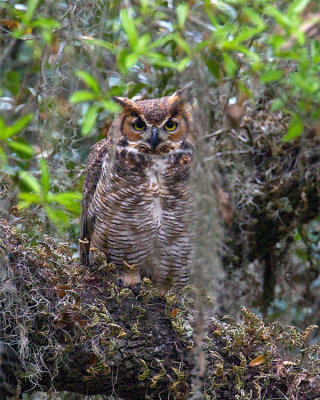 Great Horned Owl in the Moss.jpg