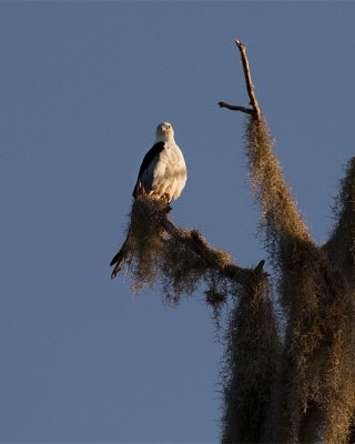 Swallowtail Kite Female.jpg