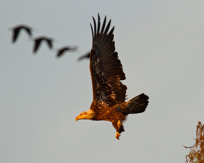Bald Eagle in Flight.jpg