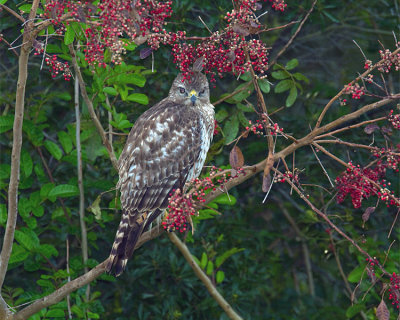 A Bird in the Bush.jpg