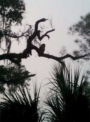 Barred Owl in a tree over Dannys tent at Lake Kissimmee State Park.jpg