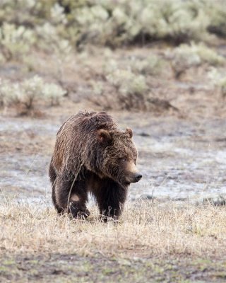 Tagged Grizzly in Lamar Canyon.jpg