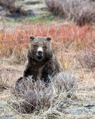 Tagged Grizzly Boar in Lamar Canyon in the Sage.jpg