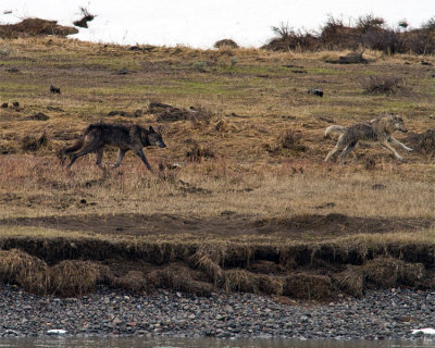 Lamar Canyon Pack Wolves by the River.jpg