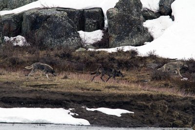 Three Wolves of the Lamar Canyon Pack.jpg