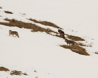 Wolves on the Snow in Lamar.jpg