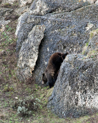 Grizzly Sow Climbing Down a Rock Near Soda Butte.jpg