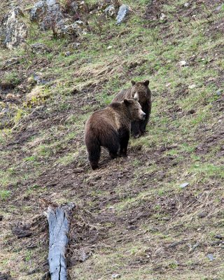 Grizzly Sow and Cub On the Hill Near Soda Butte.jpg