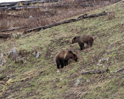 Grizzly Sow and Cub Near Soda Butte.jpg