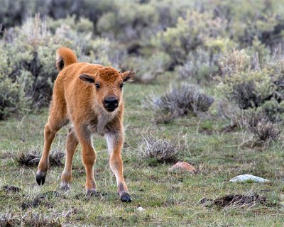 Bison Calf in the Sage.jpg