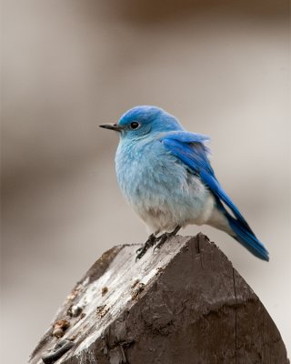 Mountain Bluebird on the Road to Tower.jpg