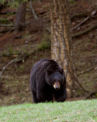 Black Bear on the Hill Near Tower.jpg