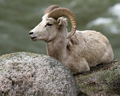 Young Ram on the Rocks.jpg