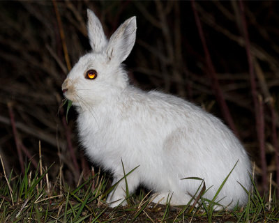 Snowshoe Hare on the Road to Norris Junction.jpg