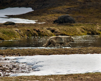 Grey Wolf Crossing the Gibbon River.jpg