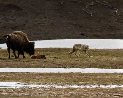 Momma Bison Staring Down Grey Wolf at Norris Junction.jpg
