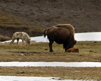 Grey Wolf Sniffing Around Bison Calf at Norris Junction.jpg
