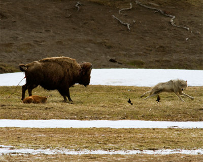 Grey Wolf Jumping Away from Momma Bison at Norris Junction.jpg