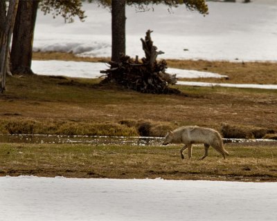 Grey Wolf by the Gibbon River.jpg