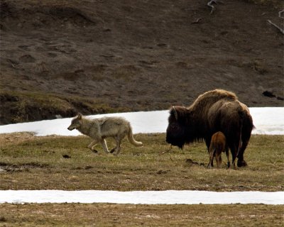 Grey Wolf Running Past Bison Momma and Calf.jpg