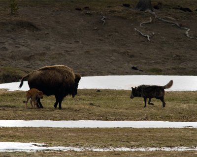 Black Wolf Stalking Bison Calf.jpg