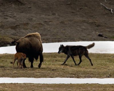 Black Wolf Menacing Bison Calf.jpg