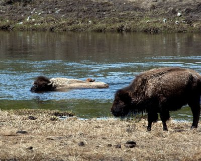 Mother and Child Bison Crossing the Madison River.jpg