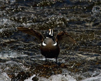 Harlequin Duck With Wings Spread at LeHardy Rapids.jpg