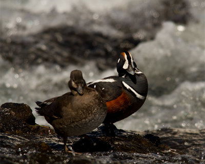 Male and Female Harlequin Ducks at LeHardy Rapids.jpg