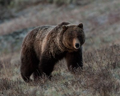 Grizzly at Little America Face On.jpg