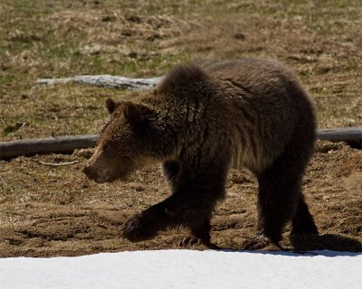 Grizzly Sow Near Roaring Mountain.jpg