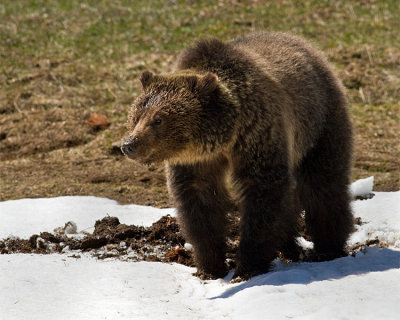 Grizzly Sow Near Roaring Mountain in the Snow.jpg